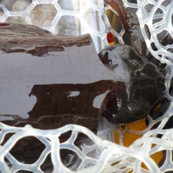 今日もティップラン